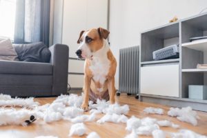 Homeowners-insurance-does-it-cover-pet-damage